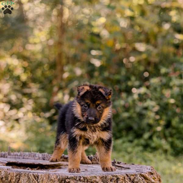 Tammy, German Shepherd Puppy